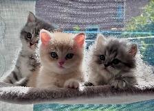 Purebred British Shorthair Kittens - Photo 6