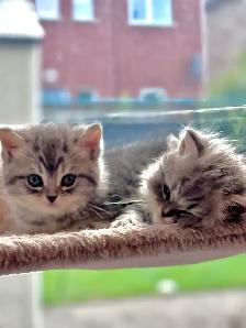 Purebred British Shorthair Kittens - Photo 7