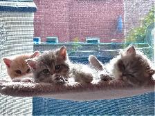 Purebred British Shorthair Kittens - Photo 8