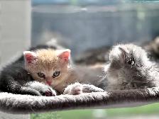 Purebred British Shorthair Kittens - Photo 9