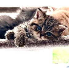 Purebred British Shorthair Kittens - Photo 10