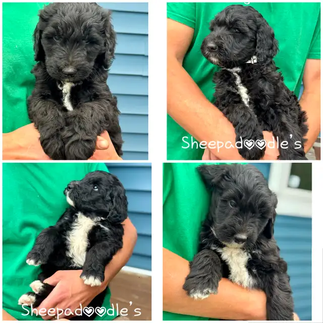 Sheepadoodle Puppies Looking for Loving homes