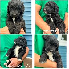 Sheepadoodle Puppies Looking for Loving homes