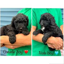 Sheepadoodle Puppies Looking for Loving homes - Photo 2