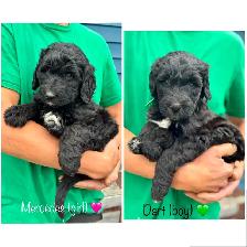 Sheepadoodle Puppies Looking for Loving homes - Photo 8