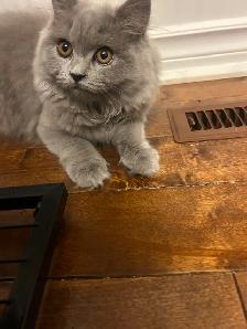 Scottish Straight Blue long-hair kittens registered in CCA/AFC - Photo 7
