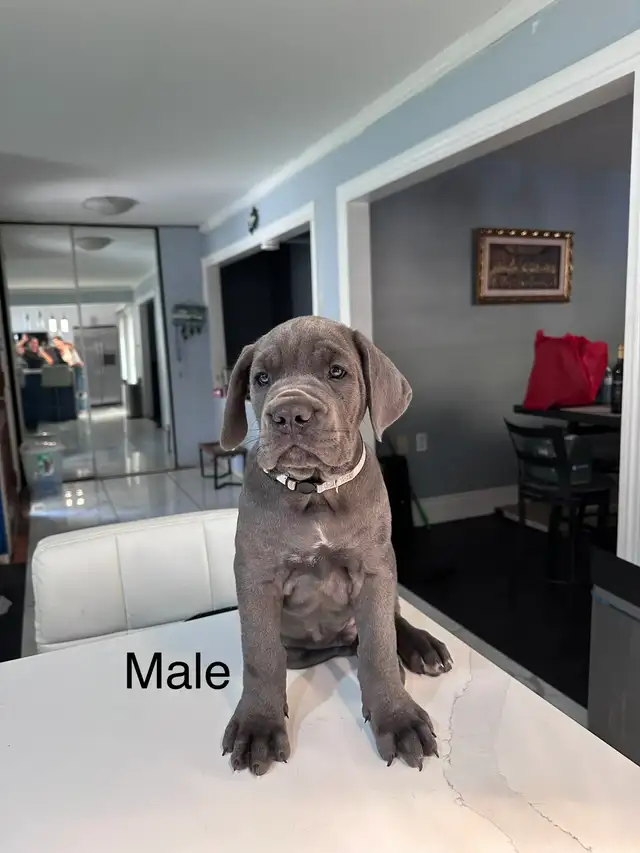 Cane Corso Puppies for sale