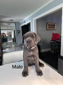 Cane Corso Puppies for sale