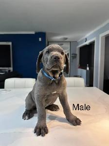 Cane Corso Puppies for sale - Photo 2