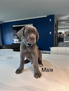 Cane Corso Puppies for sale - Photo 3