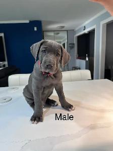 Cane Corso Puppies for sale - Photo 4