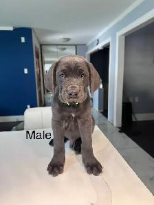 Cane Corso Puppies for sale - Photo 5