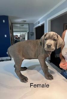 Cane Corso Puppies for sale - Photo 6