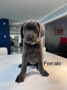 Cane Corso Puppies for sale - Photo 7