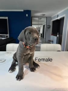 Cane Corso Puppies for sale - Photo 8