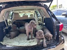 Cane Corso Puppies for sale - Photo 9