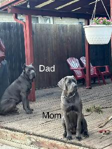 Cane Corso Puppies for sale - Photo 10