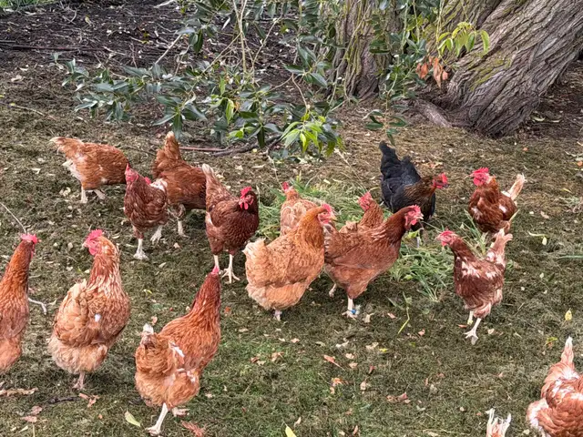 ISA Brown Laying Hens