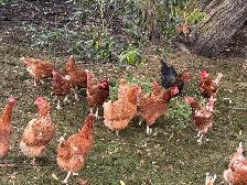 ISA Brown Laying Hens