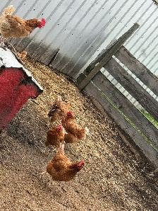 ISA Brown Laying Hens - Photo 2