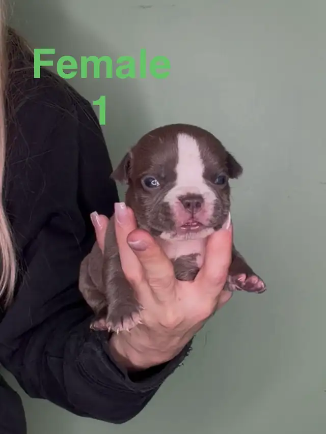 American Bulldog Puppies