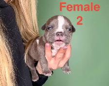 American Bulldog Puppies - Photo 2