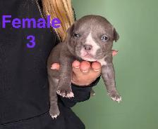American Bulldog Puppies - Photo 3