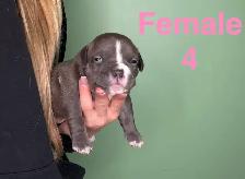 American Bulldog Puppies - Photo 4