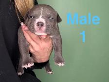 American Bulldog Puppies - Photo 5