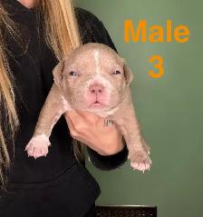 American Bulldog Puppies - Photo 6