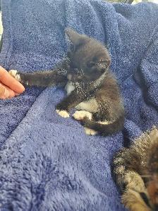 Baby cats kittens - Photo 2