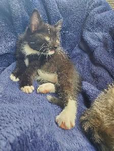 Baby cats kittens - Photo 3
