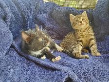 Baby cats kittens - Photo 4