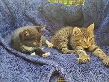 Baby cats kittens - Photo 5
