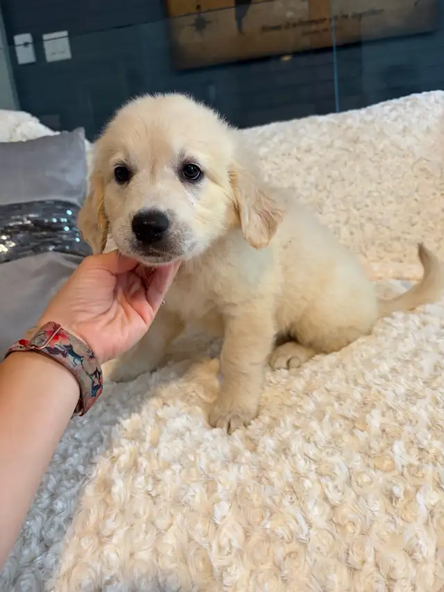 PRÊT! Chiot golden retreiver femelles mâles