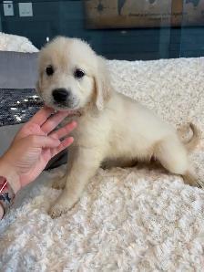 PRÊT! Chiot golden retreiver femelles mâles - Photo 2