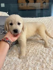 PRÊT! Chiot golden retreiver femelles mâles - Photo 3