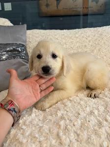 PRÊT! Chiot golden retreiver femelles mâles - Photo 4
