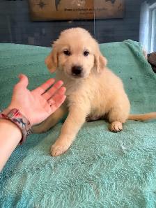 PRÊT! Chiot golden retreiver femelles mâles - Photo 5