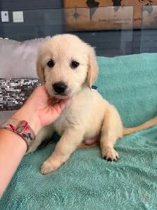 PRÊT! Chiot golden retreiver femelles mâles - Photo 6