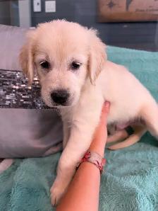 PRÊT! Chiot golden retreiver femelles mâles - Photo 7