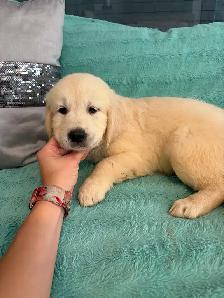 PRÊT! Chiot golden retreiver femelles mâles - Photo 8