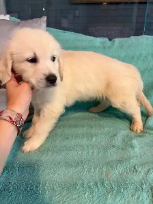 PRÊT! Chiot golden retreiver femelles mâles - Photo 9