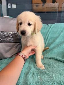 PRÊT! Chiot golden retreiver femelles mâles - Photo 10