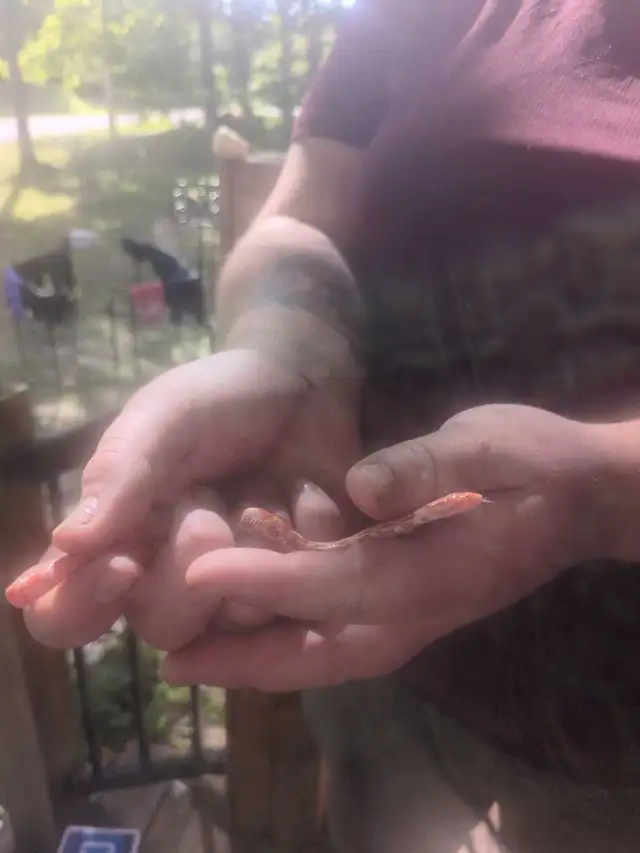 corn snake
