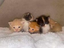 Beautiful Kittens- Ready Soon!