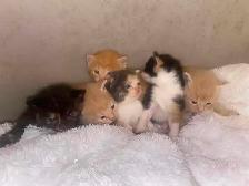 Beautiful Kittens- Ready Soon! - Photo 2