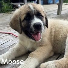 Saint Bernard Cross Puppies - Photo 2