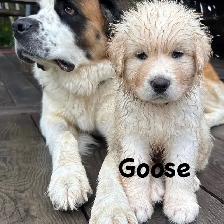 Saint Bernard Cross Puppies - Photo 4