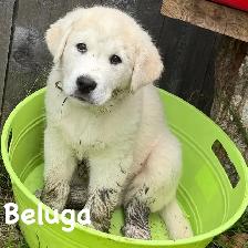 Saint Bernard Cross Puppies - Photo 5